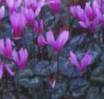 SPECIAL OFFER:  Cyclamen repandum  x 6